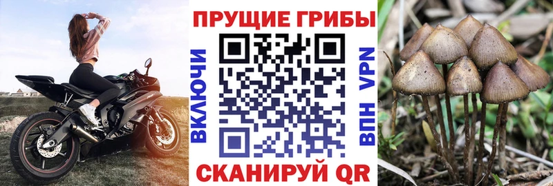 Галлюциногенные грибы Psilocybine cubensis  Наволоки 